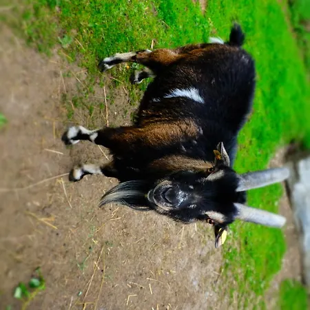 Urlaub Am Bauernhof Pichler Bauernhof